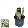 Voorjaar|Ecocheques|ohgreen Narcis toto