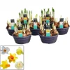 Voorjaar|Ecocheques|ohgreen Narcissus mix in schaal