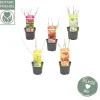 Struiken|Ecocheques|ohgreen Nature 2 Nature Bird mix