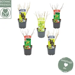 Struiken|Ecocheques|ohgreen Nature 2 Nature Bug mix