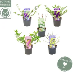 Struiken|Ecocheques|ohgreen Nature 2 Nature Butterfly mix