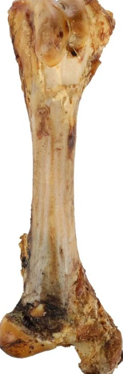 Hond Voeding|ohgreen Nature snack vlezig tibia been (jumbo been) 800gr