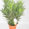 Mediterrane Planten|Ecocheques|ohgreen Oleander struik