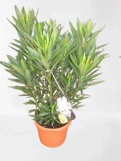 Mediterrane Planten|Ecocheques|ohgreen Oleander struik