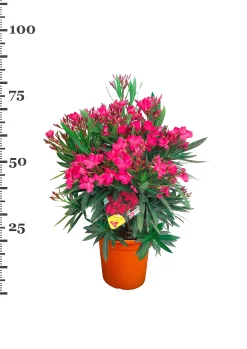 Mediterrane Planten|Ecocheques|ohgreen Oleander struik p22 h70