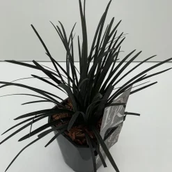 Vaste Planten|Ecocheques|ohgreen Ophiopogon plani niger ( Zwarte Slangenbaard )