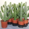 Cactus - Succulent - Sanseveria|Ecocheques|ohgreen Opuntia consulea