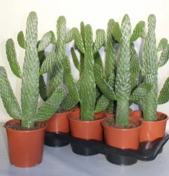 Cactus - Succulent - Sanseveria|Ecocheques|ohgreen Opuntia consulea