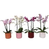 Ecocheques|Bloeiende Planten|ohgreen Orchidee in pot