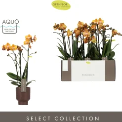 Orchideeën|Ecocheques|ohgreen Orchidee Phalaenopsis emilia bruin 3 takken