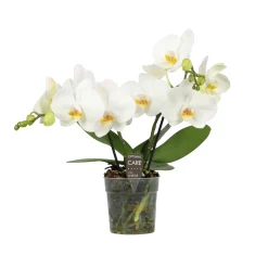 Ecocheques|Bloeiende Planten|ohgreen Orchidee Phalaenopsis shorty white spike