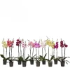 Bloeiende Planten|Ecocheques|ohgreen Orchidee 2-tak