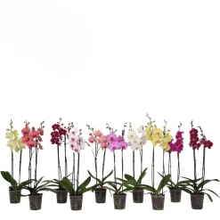 Bloeiende Planten|Ecocheques|ohgreen Orchidee 2-tak