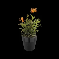 Ecocheques|Potten En Vazen|ohgreen ORIGINAL ROND 25CM LIVING BLACK
