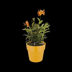 Ecocheques|Potten En Vazen|ohgreen ORIGINAL ROND 25CM OKER