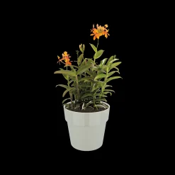 Ecocheques|Potten En Vazen|ohgreen ORIGINAL ROND 18CM WARM GRIJS