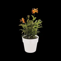 Ecocheques|Potten En Vazen|ohgreen ORIGINAL ROND 22CM WIT