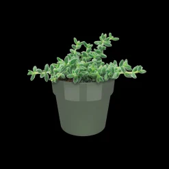 Ecocheques|Potten En Vazen|ohgreen ORIGINAL ROND MINI 7CM BLAD GROEN