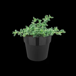 Accessoires|Ecocheques|ohgreen ORIGINAL ROND MINI 7CM LIVING BLACK