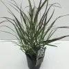 Vaste Planten|Ecocheques|ohgreen Panicum virgatum Squaw ( Parelgierst )