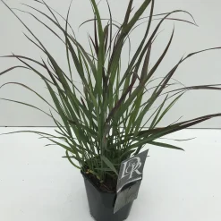 Vaste Planten|Ecocheques|ohgreen Panicum virgatum Squaw ( Parelgierst )