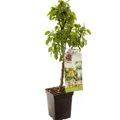 Fruitbomen|Ecocheques|ohgreen Peer dwergboompje pyrus communis dwergpeer