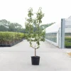Fruitbomen|Ecocheques|ohgreen Peer oude boom pyrus communis 2-arm