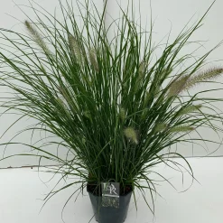 Vaste Planten|Ecocheques|ohgreen Pennisetum alopecuroides Hameln (Lampenpoetsersgras)