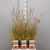 Ecocheques|Vaste Planten|ohgreen Pennisetum alopecuroides Hameln