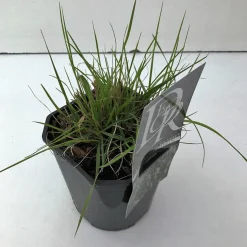 Vaste Planten|Ecocheques|ohgreen Pennisetum alopecuroides Hameln (Lampenpoetsersgras)