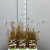 Ecocheques|Vaste Planten|ohgreen Pennisetumalopecuroïdes little