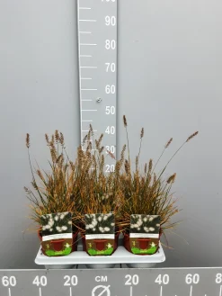 Ecocheques|Vaste Planten|ohgreen Pennisetumalopecuroïdes little