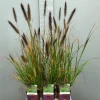 Ecocheques|Vaste Planten|ohgreen Pennisetumalopecuroïdes virides