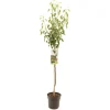 Fruitbomen|Ecocheques|ohgreen Perenboom pyrus communis wildeman halfstam
