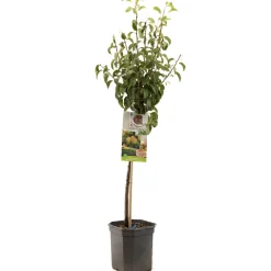 Fruitbomen|Ecocheques|ohgreen Perenboom pyrus communis bonne louise d'avranches laagstam