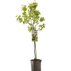 Fruitbomen|Ecocheques|ohgreen Perenboom pyrus communis para dulce laagstam