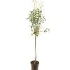 Fruitbomen|Ecocheques|ohgreen Perenboom pyrus communis triomphe de vienne halfstam