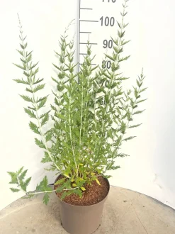 Struiken|Ecocheques|ohgreen Perovskia Blue Spire ( Blauwspirea )