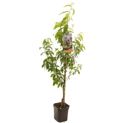 Fruitbomen|Ecocheques|ohgreen Perzikboom prunus persica peregrine laagstam