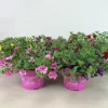 Voorjaar|Ecocheques|ohgreen Petunia sufinia