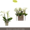 Bloeiende Planten|Ecocheques|ohgreen Phalaenopsis 2 tak sandra wit p7 h25