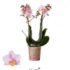 Bloeiende Planten|Ecocheques|ohgreen Phalaenopsis 2 tak 'andora' roze