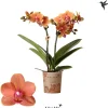 Bloeiende Planten|Ecocheques|ohgreen Phalaenopsis 2 tak 'bolzano' oranje