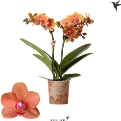 Bloeiende Planten|Ecocheques|ohgreen Phalaenopsis 2 tak 'bolzano' oranje
