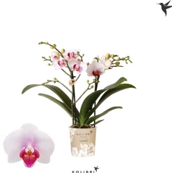 Bloeiende Planten|Ecocheques|ohgreen Phalaenopsis 2 tak gibraltar