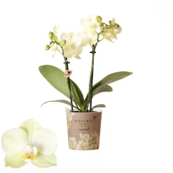 Bloeiende Planten|Ecocheques|ohgreen Phalaenopsis 2 tak mexico geel