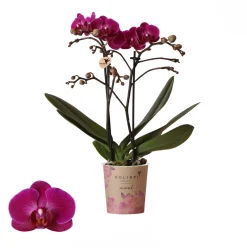 Bloeiende Planten|Ecocheques|ohgreen Phalaenopsis 2 tak 'moreli' paars