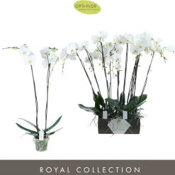 Bloeiende Planten|Ecocheques|ohgreen Phalaenopsis 2 tak pearl wit p15 h70