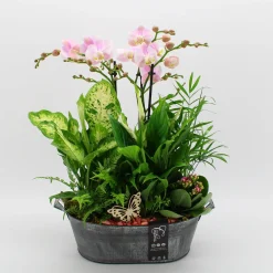 Orchideeën|Ecocheques|ohgreen Phalaenopsis arrangement in zink ( Orchidee )