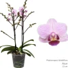 Bloeiende Planten|Ecocheques|ohgreen Phalaenopsis azure 2 bloemstelen